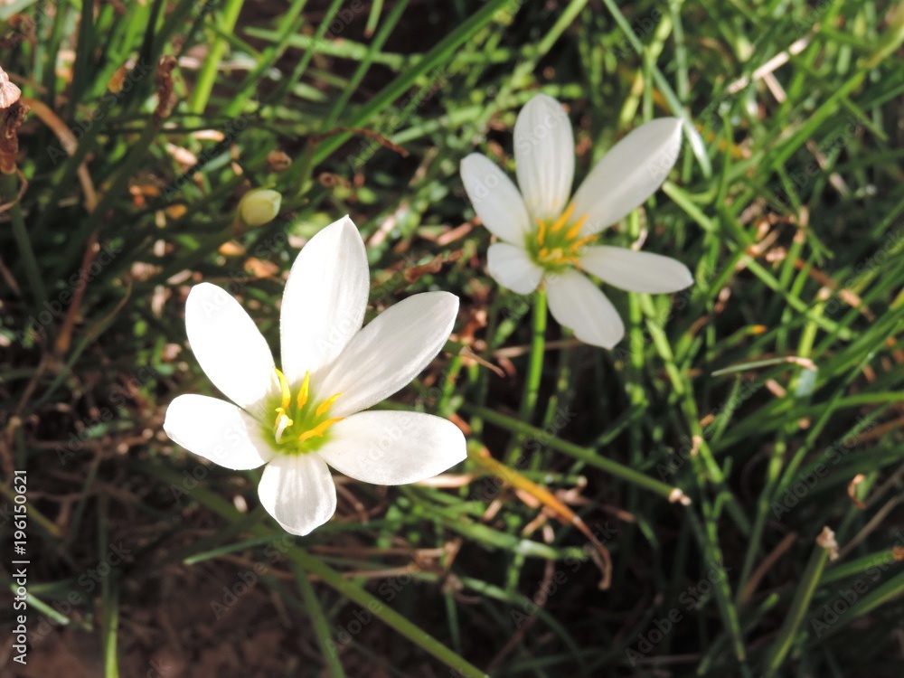 Obraz premium Flor branca para jardins