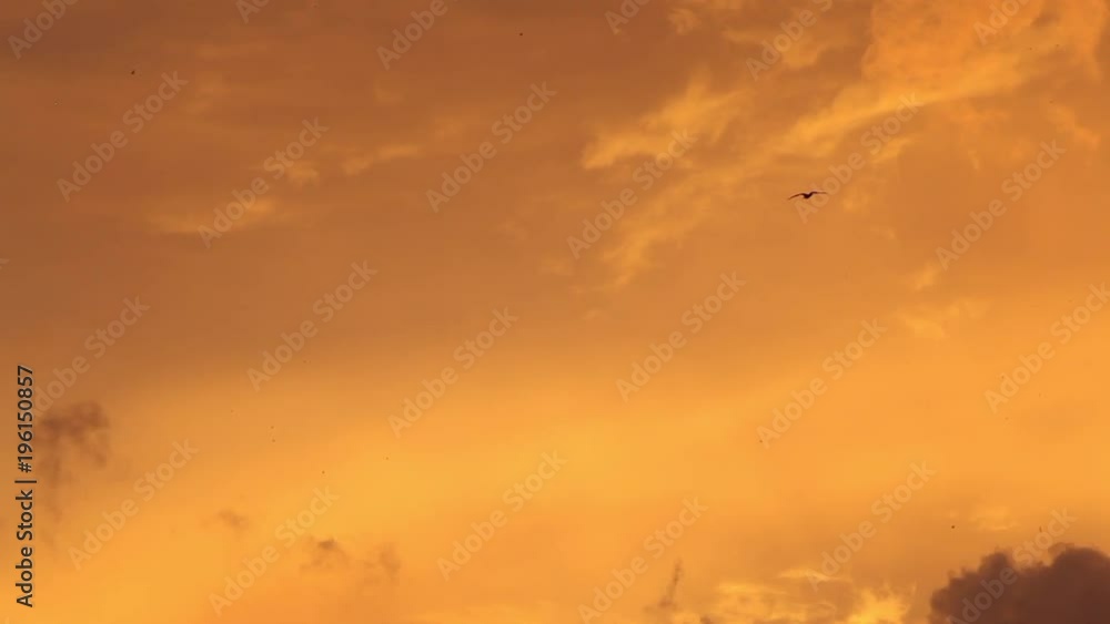 Bird Over Sunrise and Sunset Clouds 1 Bird Over Sunrise and Sunset Clouds 1