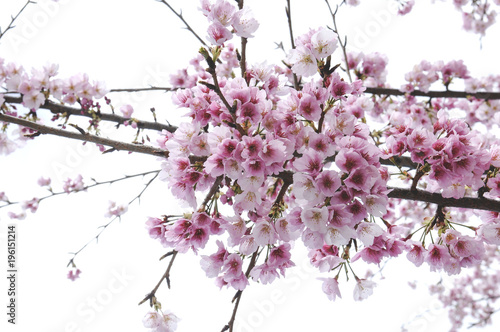 大寒桜の花