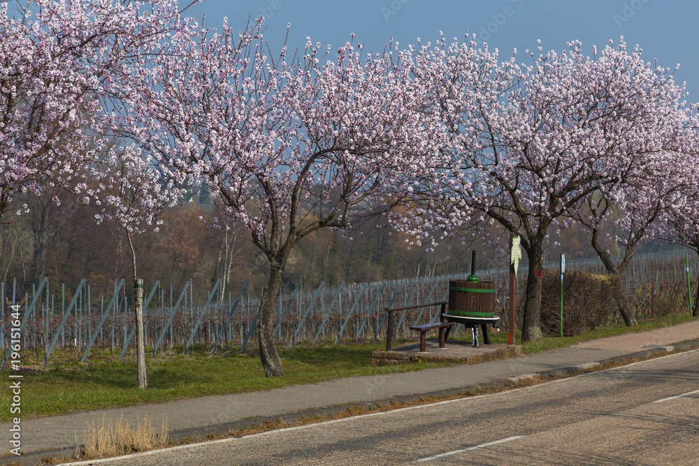 Obraz premium Mandelbaumblüte (Prunus dulcis)