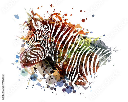Vector color illustration of zebra