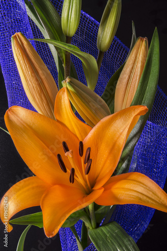 Beautiful orange lily flower on black background