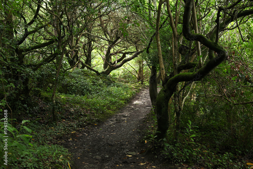 Fototapeta Forest in Killarney