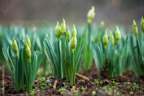 Fototapeta Naklejka Na Ścianę i Meble -  Sprouted spring flowers daffodils in early spring garden