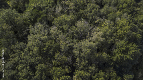 Aerial view of a dense forest. There are many trees  bushes and green grass on this beautiful spring day.