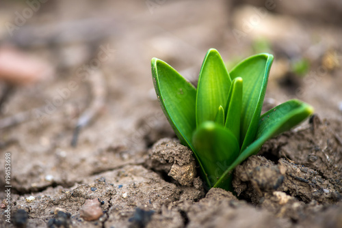 Sprouted hyacinth in early spring garden - selective focus, copy space