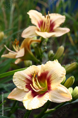 Hemerocallis forward and a background./The bright well shined flowers of a hemerocallis occupy all depth of the image.