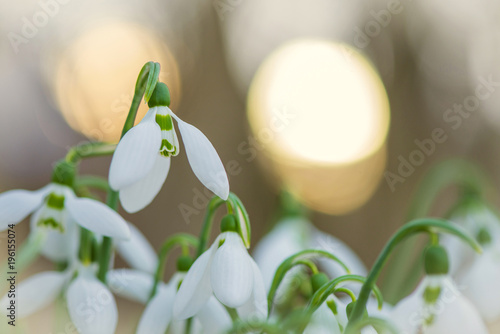 Spring snowdrop flowers blooming in sunny day