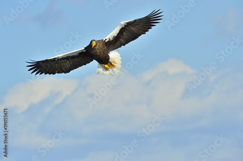 Steller's sea eagle in flight. Adult Steller's sea eagle (Haliaeetus pelagicus).