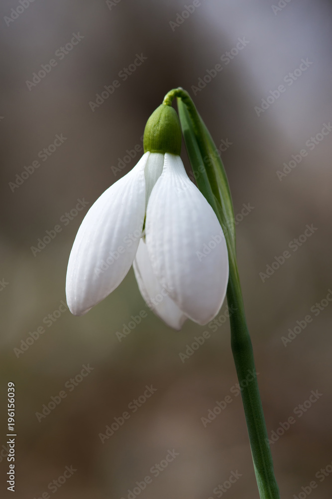 Spring snowdrop flowers blooming in sunny day Spring snowdrop flowers blooming in sunny day