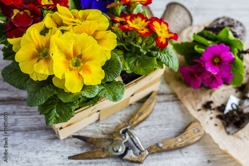 The first spring colorful primroses ready for planting.  photo