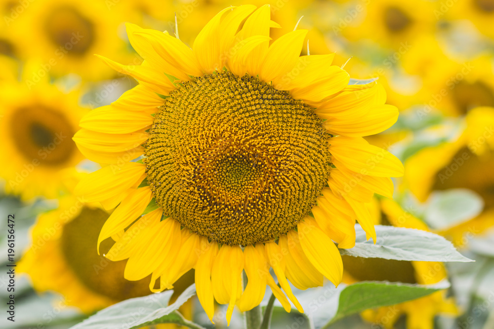 Beautiful sunflower field