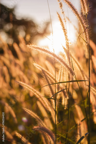Grass pollen with sunset light