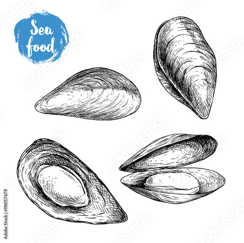 Hand drawn sketch style mussels set. Closed and opened. Sea food and sea animal vector illustration isolated on white background.