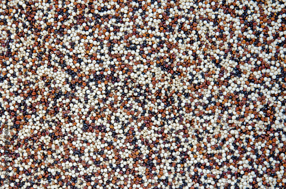 Background of quinoa seed mix; white, red and black quinoa seeds