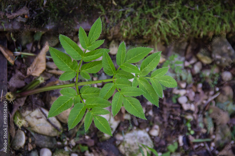 green leaves against the dark earth in summer green leaves against the dark earth in summer