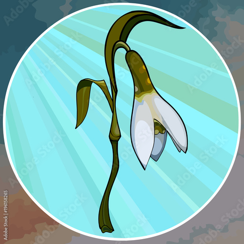 cartoon painted white flower snowdrop in circle