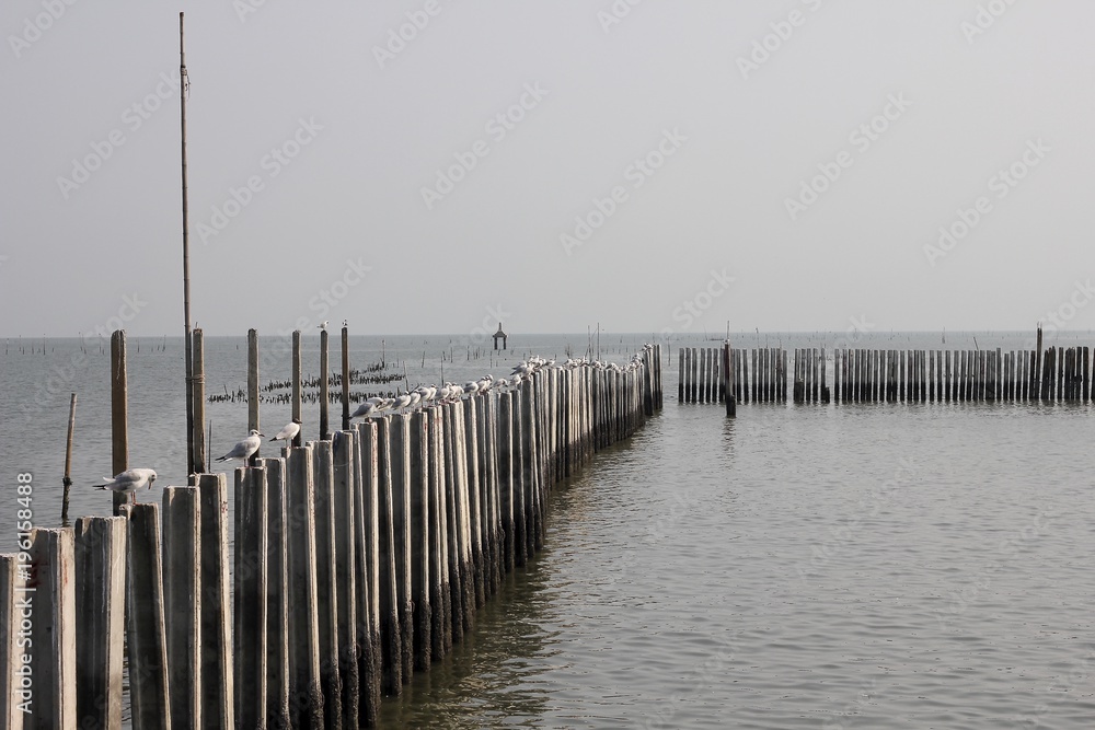 pier with seagul