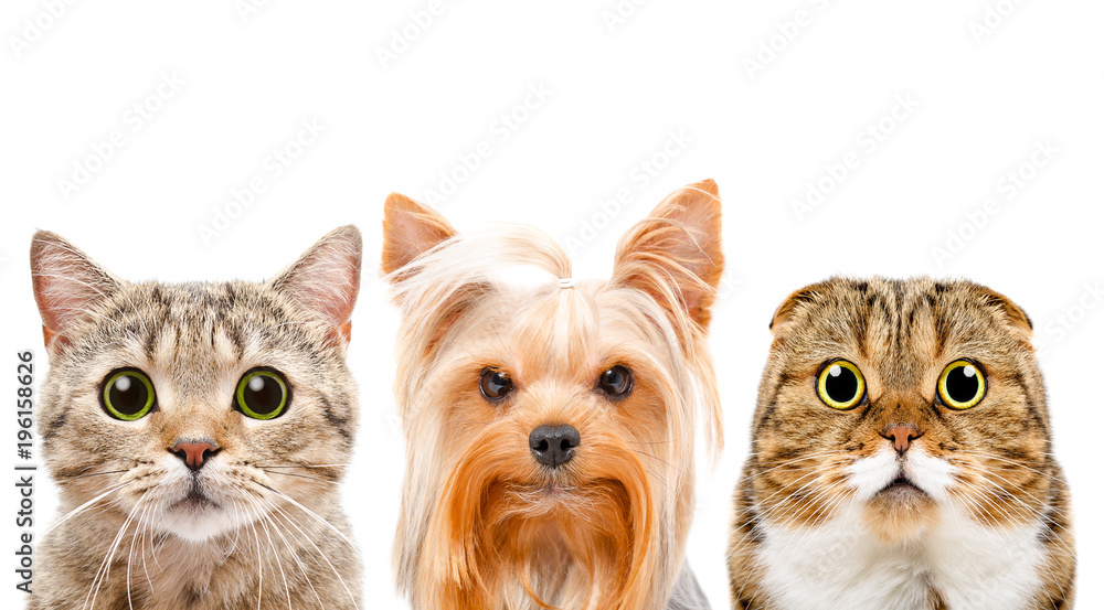 Portrait of a dog and two cats, closeup, isolated on white background
