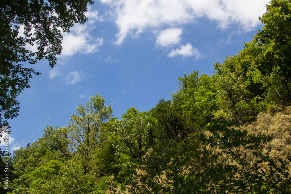 Green tree top over blue sky and clouds background in summer