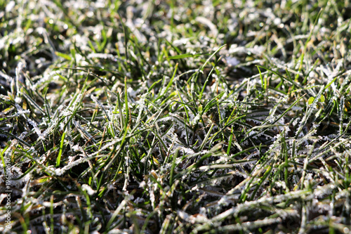 A grass covered with snow in the morning