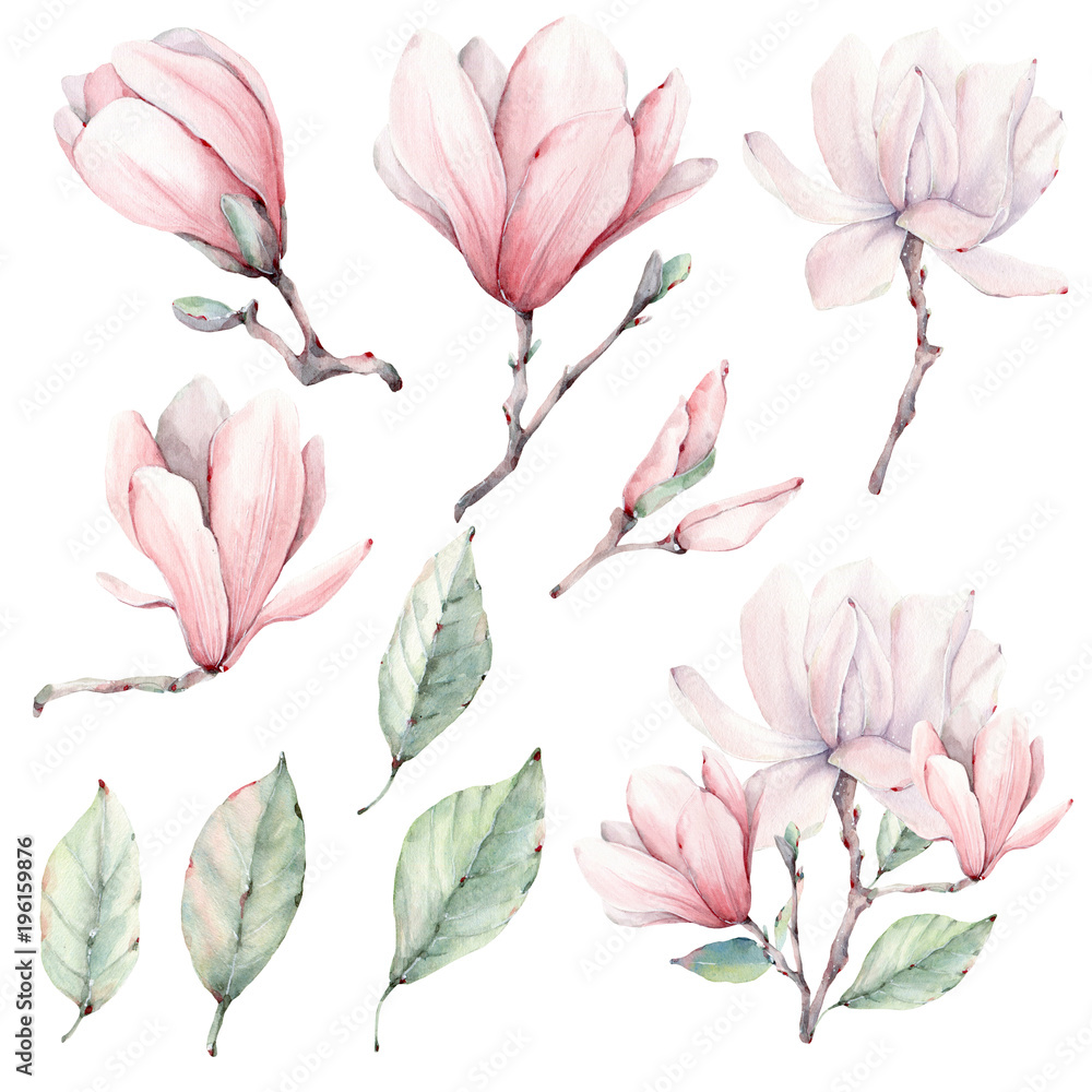 Watercolor magnolia  flowers set