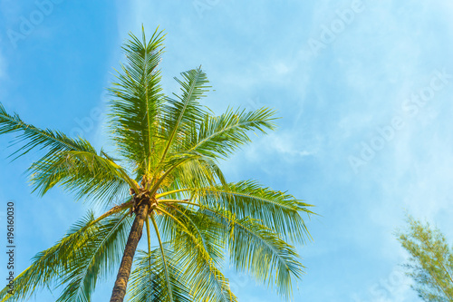 Tropical trees background concept