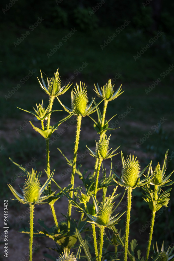 A beautiful decorative thistle heads in the sunset light. Shallow depth of field closeup photo A beautiful decorative thistle heads in the sunset light. Shallow depth of field closeup photo