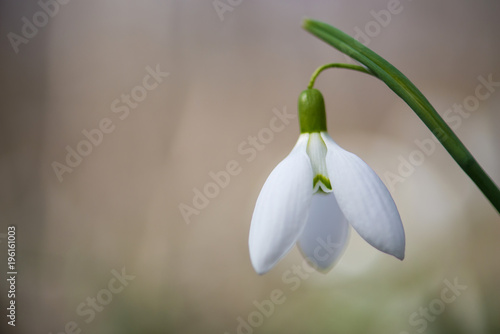 Spring snowdrop flowers blooming in sunny day