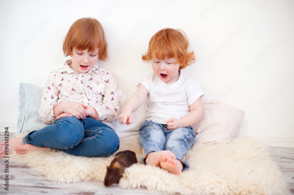 Children playing with guinea pig Children playing with guinea pig