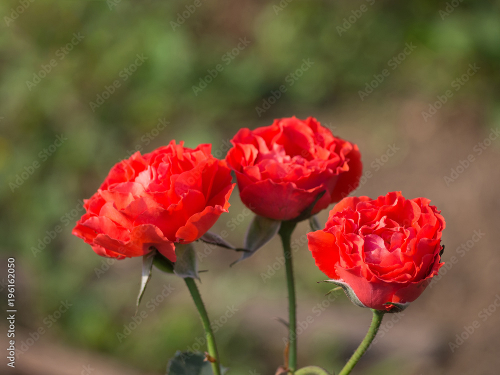 Miniature red roses flower blooming in the garden. Miniature red roses flower blooming in the garden.