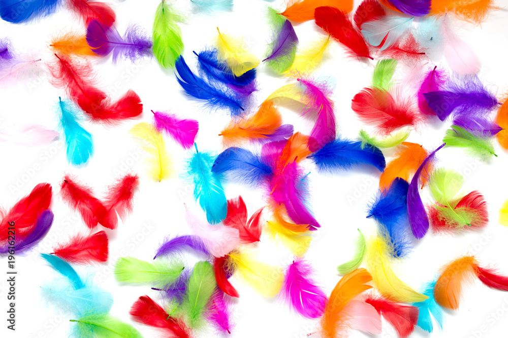 Multi-colored feathers on a white background Multi-colored feathers on a white background