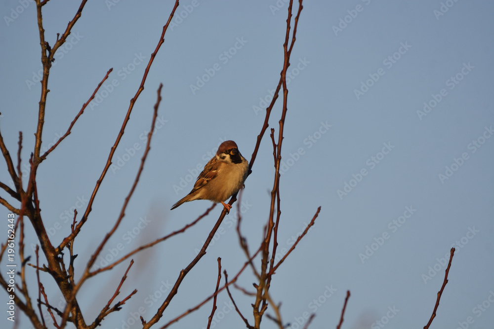 sparrow sparrow