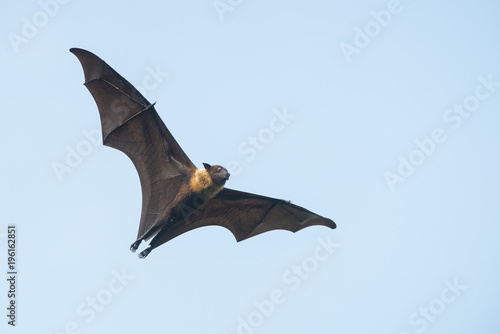 Bat flying on blue sky (Lyle's flying fox)