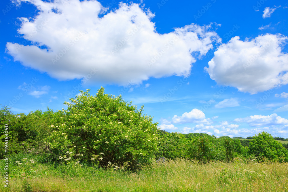 Big green bushes and blue sky with clouds. Big green bushes and blue sky with clouds.
