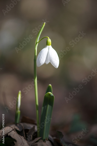 Spring snowdrop flowers blooming in sunny day