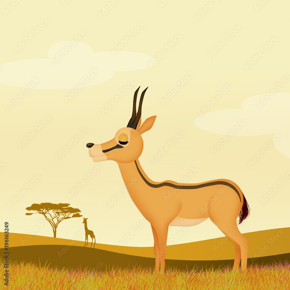 gazelle in the savannah