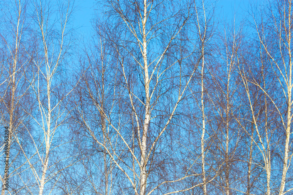 Naked birch branches against the blue sky