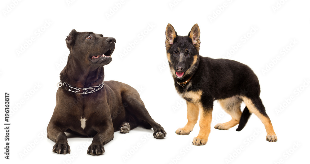 Staffordshire terrier and German Shepherd puppy, isolated on white background