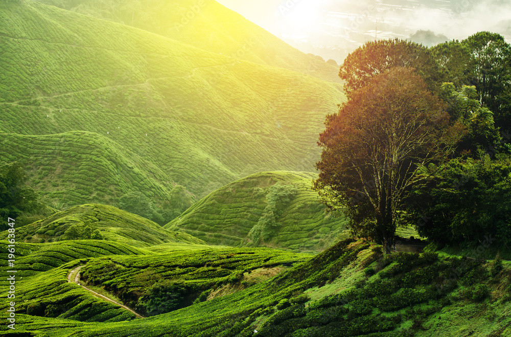 Tea Plantation – Amazing HDR