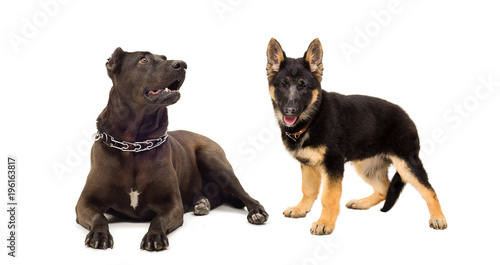 Staffordshire terrier and German Shepherd puppy  isolated on white background