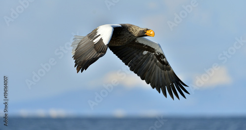 Steller s sea eagle in flight. Adult Steller s sea eagle  Haliaeetus pelagicus .