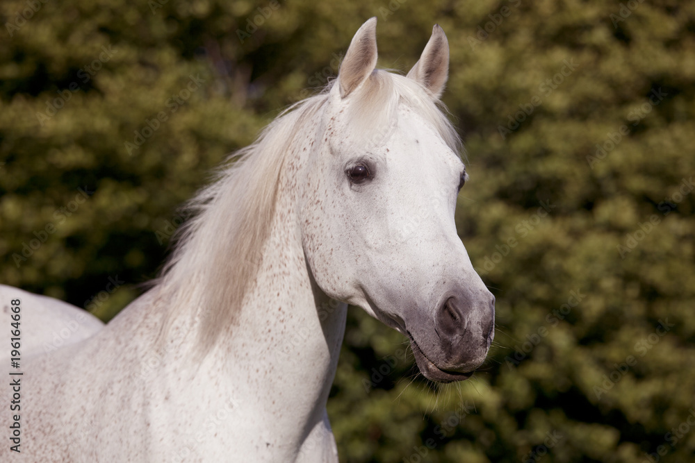 Fototapeta premium white arab horse on pasture