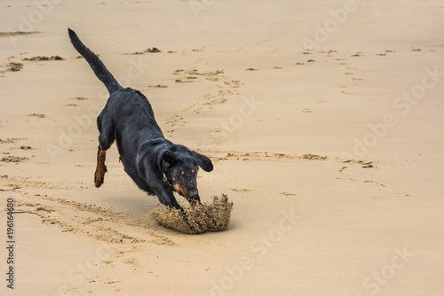  beauceron jouant sur la plage avec son frisbee © Image'in