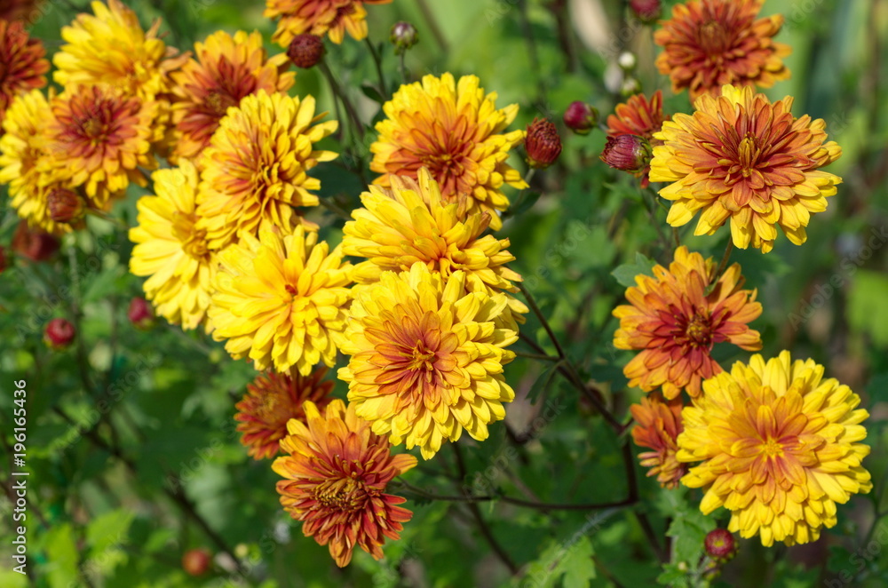 Flowering orange chrysanthemums in the garden Flowering orange chrysanthemums in the garden