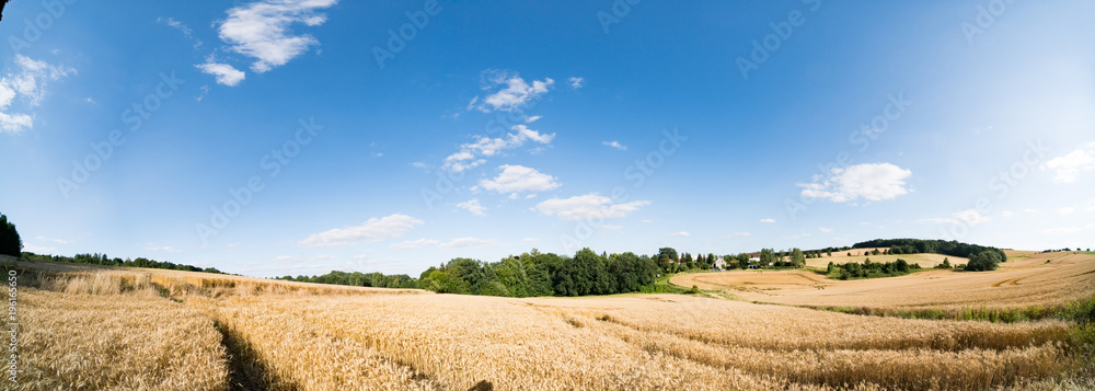 Panorama of an autumn field with ripe wheat - obrazy, fototapety, plakaty 