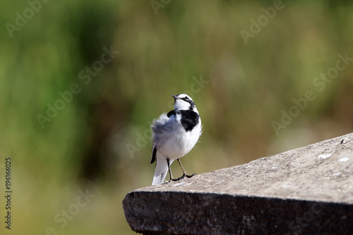 african pied wagtail,bird, nature, wildlife, wild,  beak, birds, white, green, wagtail, feather, fluffy, passerine, black, ornithology, small, wing,  photo