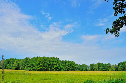 Białe chmury na błękitnym niebie ponad zielonymi polami i lasem w słoneczny dzień.