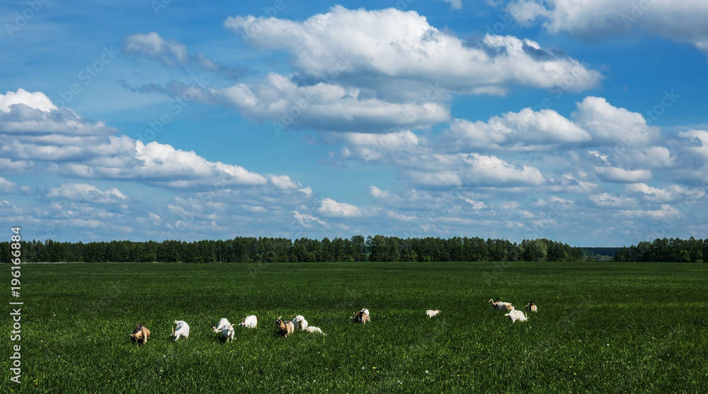 Herd of goats on a pasture