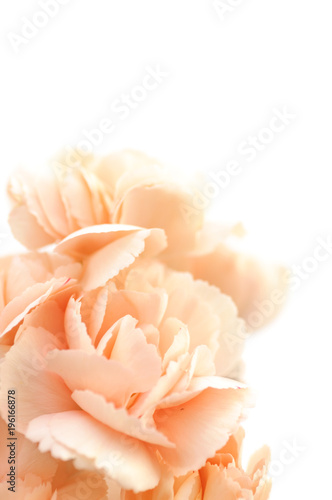 floral background of pink carnations